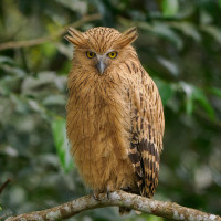 Buffy Fish-Owl